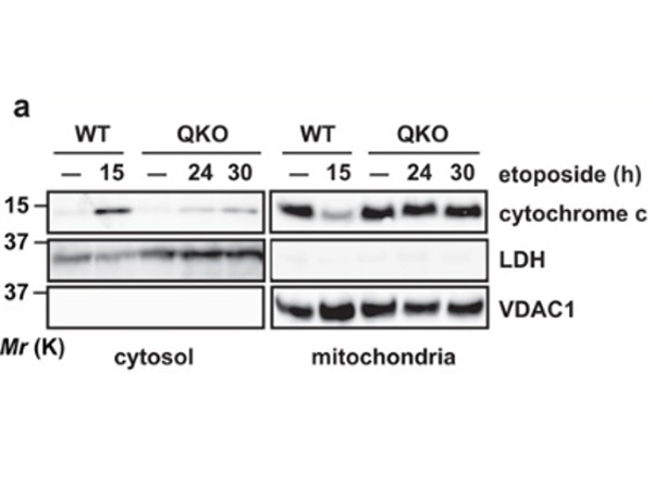 Western blot using LDH